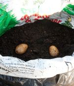 Never Buy Potatoes Again With This Simple Gardening Trick