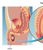5 Critical Symptoms of Testicular Cancer and The 3-Minute Self-Examination That Could Save Your Life
