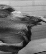 Baby Monkeys Develop Autism Symptoms After Getting Popular Childhood Vaccines